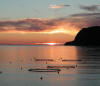Kalvåg